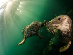 Karya Finalis Ocean Photography Awards 2021 Bikin Merinding