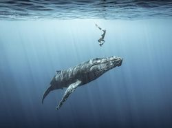 Karya Finalis Ocean Photography Awards 2021 Bikin Merinding