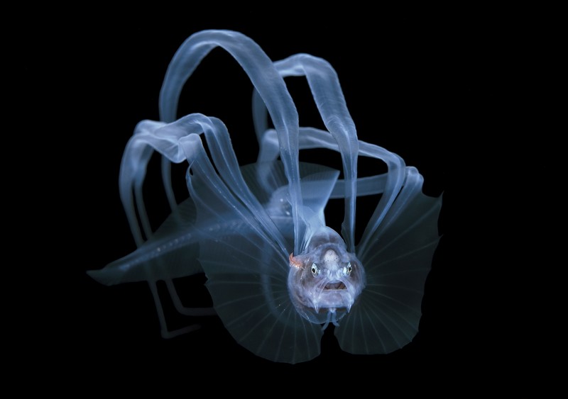 Ocean Photography Awards 2021