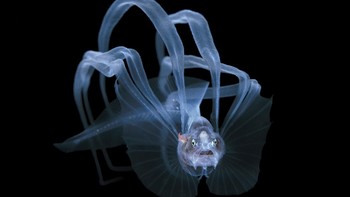 Karya Steven Kovacs di kategori Exploration. Foto: Ocean Photography Awards