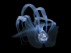 Karya Finalis Ocean Photography Awards 2021 Bikin Merinding