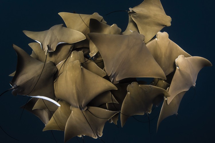 Ocean Photography Awards 2021
