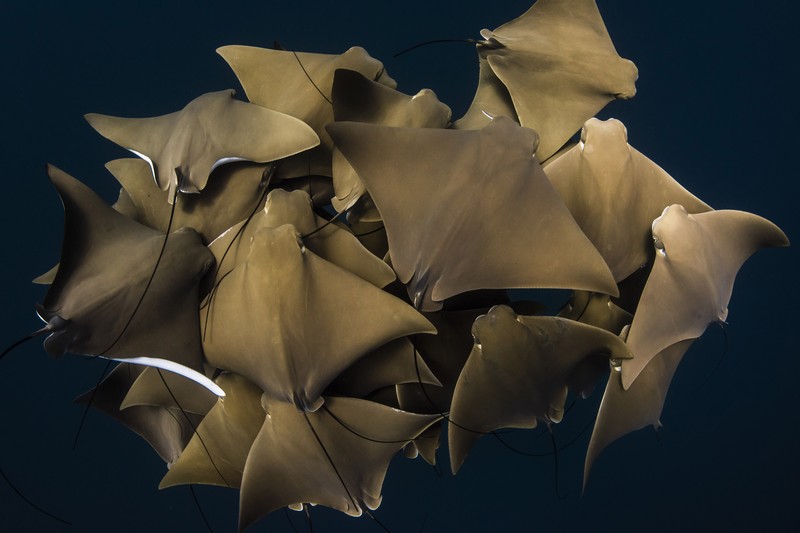 Ocean Photography Awards 2021