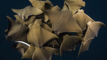 Karya Alex Kydd di kategori Exploration Foto: Ocean Photography Awards