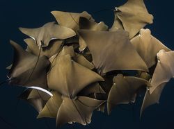 Karya Finalis Ocean Photography Awards 2021 Bikin Merinding