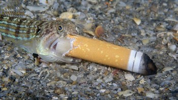 Karya Steven Kovacs di kategori Conservation Foto: Ocean Photography Awards