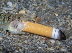 Karya Finalis Ocean Photography Awards 2021 Bikin Merinding