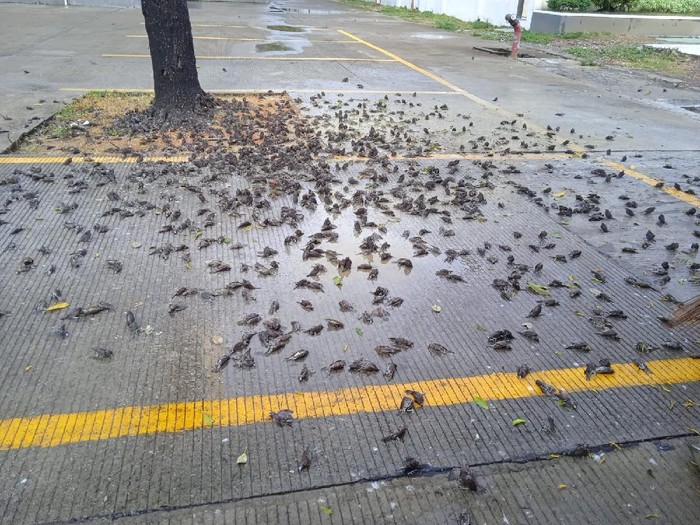Penampakan ratusan burung berjatuhan massal di Balai Kota Cirebon