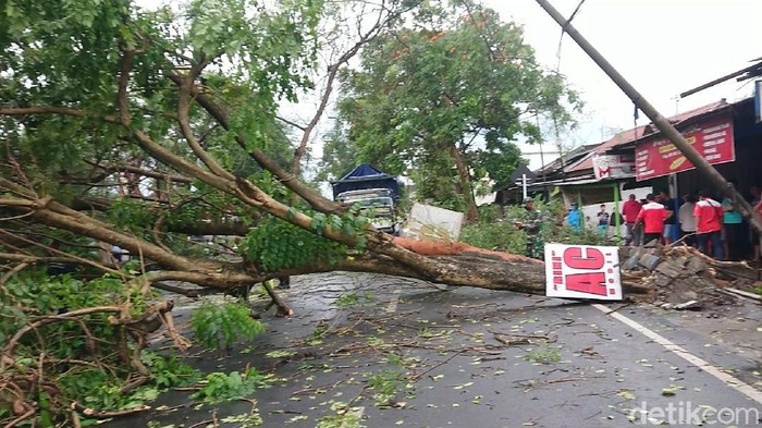 pohon tumbang di tulungagung
