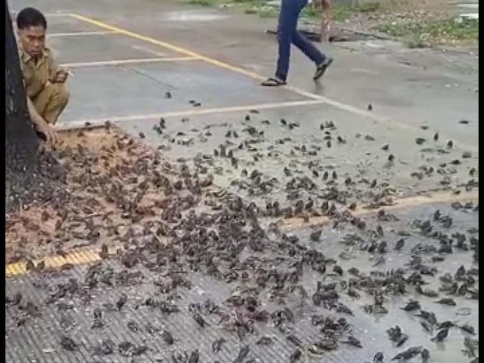 Rombongan burung pipit berjatuhan dan mati massal di Balai Kota Cirebon, Jawa Barat. Begini potretnya.