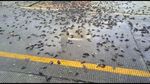 Saat Ratusan Burung Pipit Berjatuhan di Cirebon