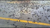 Terlihat ratusan burung yang didominasi berwarna hitam itu berserakan di sekitar pohon dan trotoar.
