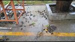 Saat Ratusan Burung Pipit Berjatuhan di Cirebon