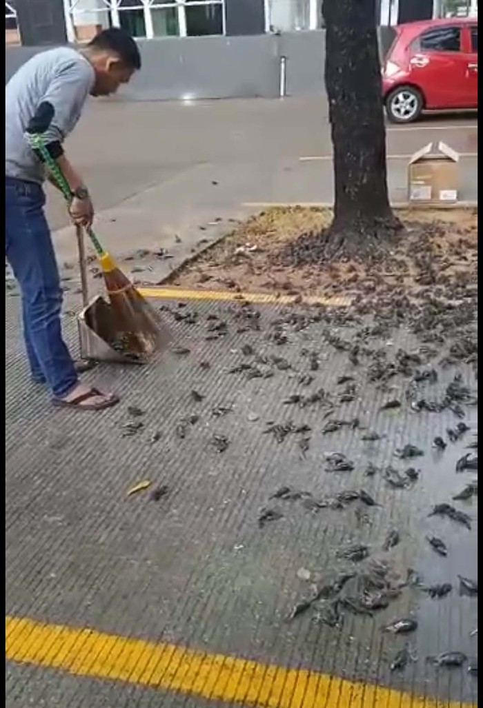 Rombongan burung pipit berjatuhan dan mati massal di Balai Kota Cirebon, Jawa Barat. Begini potretnya.