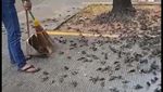 Saat Ratusan Burung Pipit Berjatuhan di Cirebon