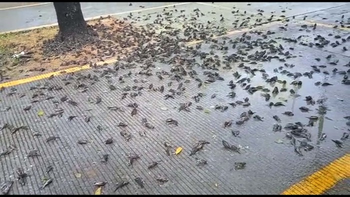 Rombongan burung pipit berjatuhan dan mati massal di Balai Kota Cirebon, Jawa Barat. Begini potretnya.