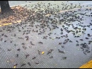 Misteri Burung Mati Massal di Bali-Cirebon, LIPI: Mungkin Akibat Perubahan Iklim