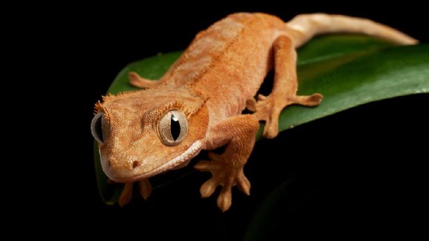 Viral Warung Jual Tokek Geprek, Ini 5 Klaim Khasiat Makan Daging Tokek