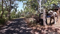 Kampung edukasi Watu Lumbung di Kabupaten Bantul rencananya akan diuji coba buka untuk wisatawan pada pekan ini. Namun rencana itu batal gara-gara destinasi ini dianggap kurang layak untuk buka saat PPKM Level 3. (Pradito Rida Pertana/detikTravel)