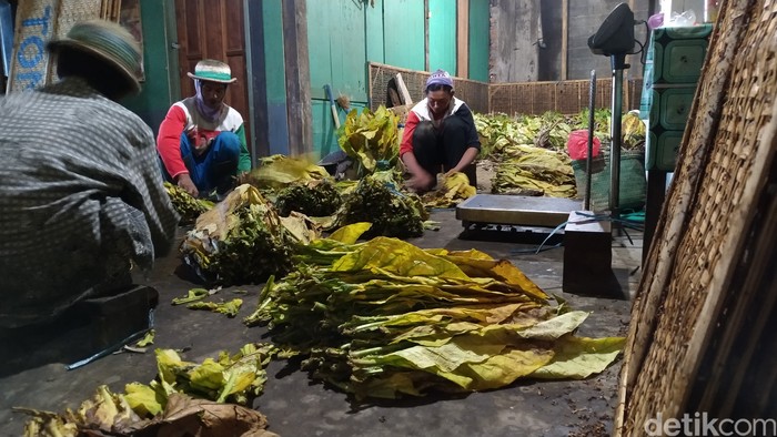 Aktivitas merajang tembakau di Warga Desa Nglelo, Getasan, Salatiga Kabupaten Semarang. (Erliana Riady/detikcom)