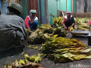 Budaya Sambatan Merajang Tembakau di Desa Nglelo