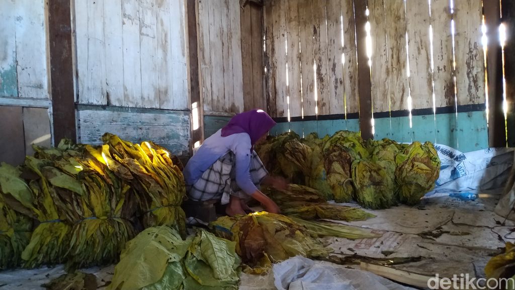 Aktivitas merajang tembakau di Warga Desa Nglelo, Getasan, Salatiga Kabupaten Semarang. (Erliana Riady/detikcom)