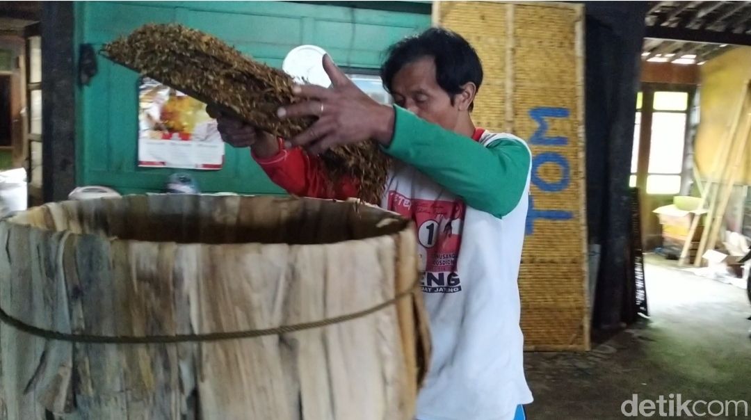 Aktivitas merajang tembakau di Warga Desa Nglelo, Getasan, Salatiga Kabupaten Semarang. (Erliana Riady/detikcom)