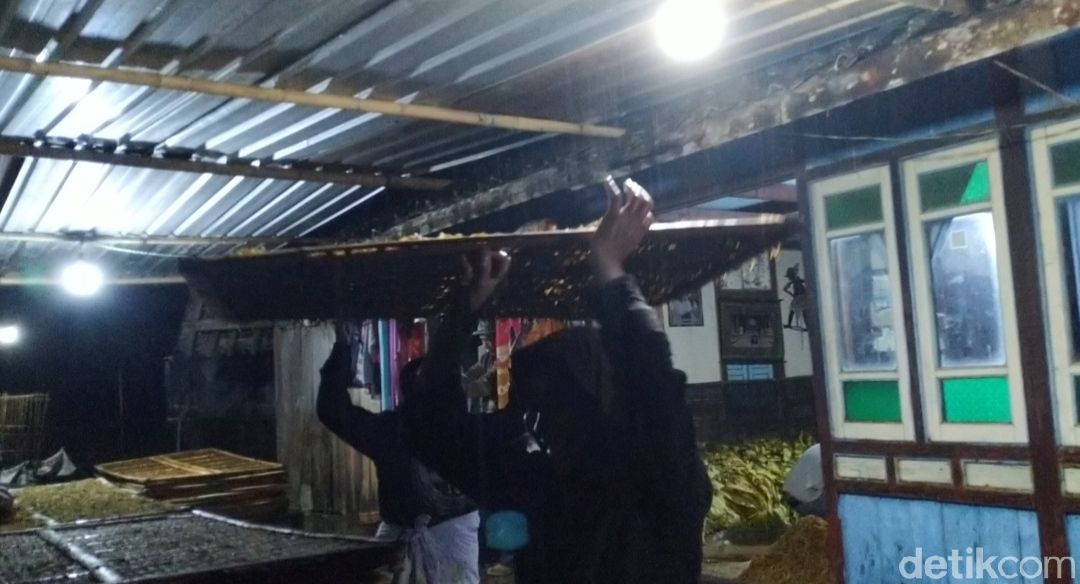 Aktivitas merajang tembakau di Warga Desa Nglelo, Getasan, Salatiga Kabupaten Semarang. (Erliana Riady/detikcom)