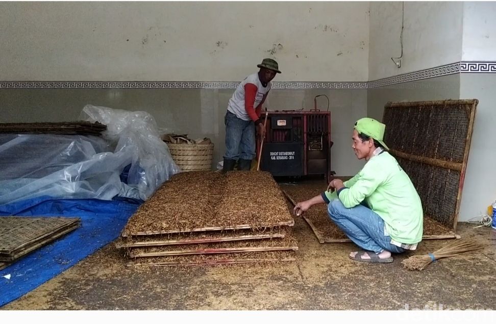 Aktivitas merajang tembakau di Warga Desa Nglelo, Getasan, Salatiga Kabupaten Semarang. (Erliana Riady/detikcom)