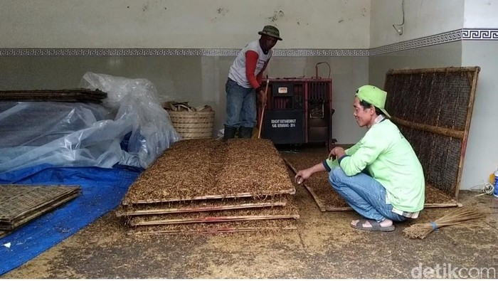 Aktivitas merajang tembakau di Warga Desa Nglelo, Getasan, Salatiga Kabupaten Semarang. (Erliana Riady/detikcom)