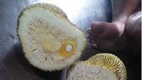 Satu butir buah nangka biasanya dipenuhi puluhan biji dan daging buah. Tapi kalau nangka satu ini nggak bisa dimakan ramai-ramai, isinya cuma satu biji. Yang belah nangka ini pasti bete. foto: Instagram/@wkwkland_real