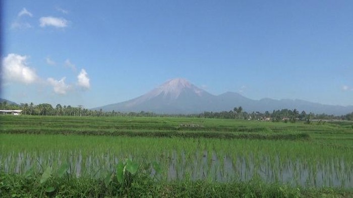 gunung semeru kembali mengelurkan guguran lava pijar sebanyak empat kali