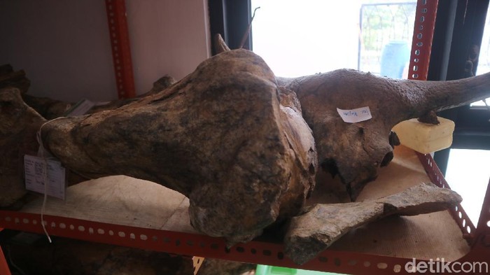 Koleksi Museum Purbakala Patiayam, Kudus, Rabu (15/9/2021).