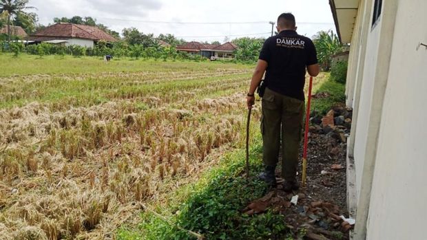 Sarang ular king kobra ditemukan di Madrasah Ibtidaiyah Al A'la, Benculuk, Cluring, Banyuwangi. Saat ini ular yang bersarang di sekolah tersebut telah berhasil dievakuasi.