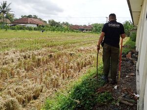 King Kobra di Sekolah Banyuwangi Masih Berkeliaran Belum Tertangkap