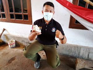 20 Telur King Kobra yang Ditemukan di Sekolah Banyuwangi Dilepas ke Alas Purwo