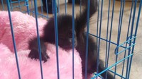 Foto: Penampakan Owa Siamang yang diserahkan Giri Prasta ke BKSDA Bali. (istimewa)