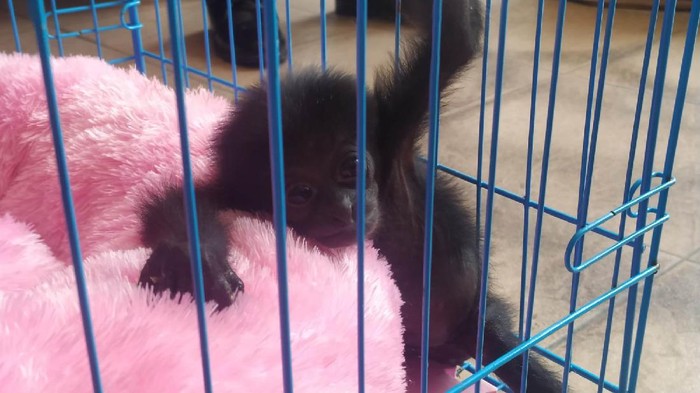 Penampakan bayi Owa Siamang yang diserahkan Bupati Badung I Nyoman Giri Prasta ke BKSDA Bali (Sui Suadnyana/detikcom)