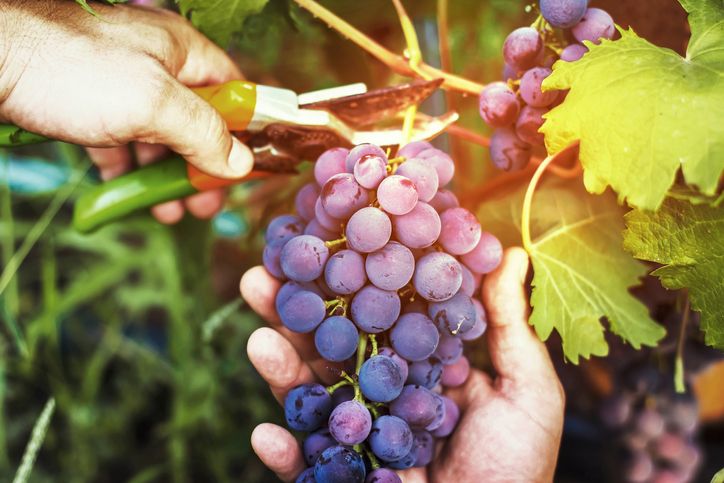Keren! Petani Anggur Ini Sukses Budidayakan Anggur Premium dari Ukraina