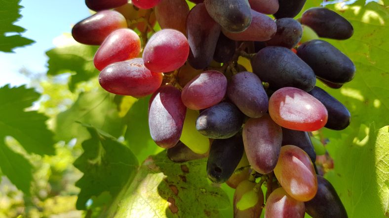 Keren! Petani Anggur Ini Sukses Budidayakan Anggur Premium dari Ukraina