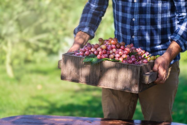 Keren! Petani Anggur Ini Sukses Budidayakan Anggur Premium dari Ukraina