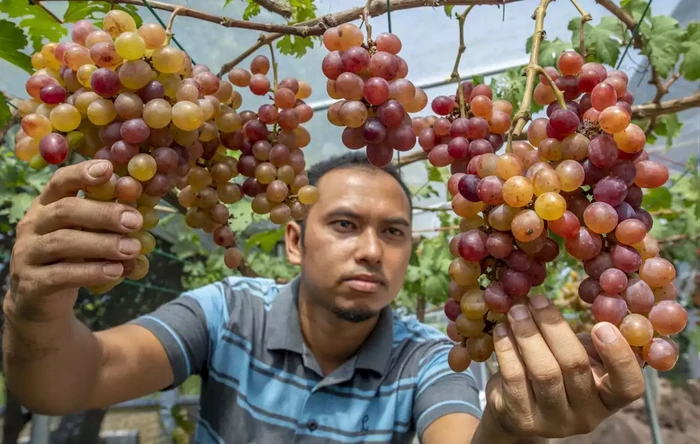 Keren! Petani Anggur Ini Sukses Budidayakan Anggur Premium dari Ukraina