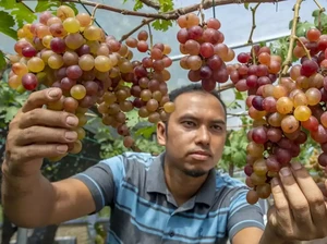 Keren! Petani Anggur Ini Sukses Budidayakan Anggur Premium dari Ukraina