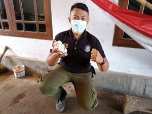 Bahaya King Kobra Saat Sarang dan 20 Telur Siap Menetas Ditemukan di Sekolah