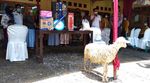 Unik, Ada Vaksinasi Berhadiah Kambing di Purbalingga Lho