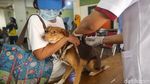 Vaksinasi Rabies di Jakarta Kembali Digalakkan