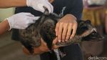 Vaksinasi Rabies di Jakarta Kembali Digalakkan