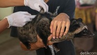 Vaksinasi dilakukan, sebagai bentuk pencegahan untuk menjaga wilayah Provinsi DKI Jakarta terus terbebas dari adanya penyakit rabies.