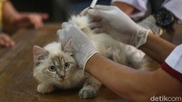 Penyuntikan vaksin rabies ini dalam rangka memperingati Hari Rabies Sedunia yang jatuh pada 28 September mendatang.