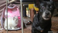 Vaksinasi rabies tersebut untuk hewan kucing, anjing, monyet dan musang.